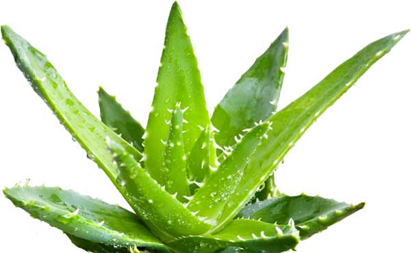 aloe-vera-new1
