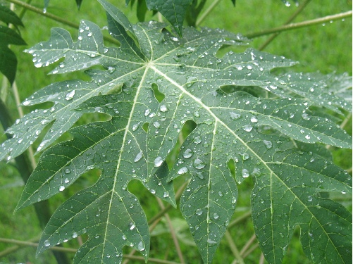 daun betik