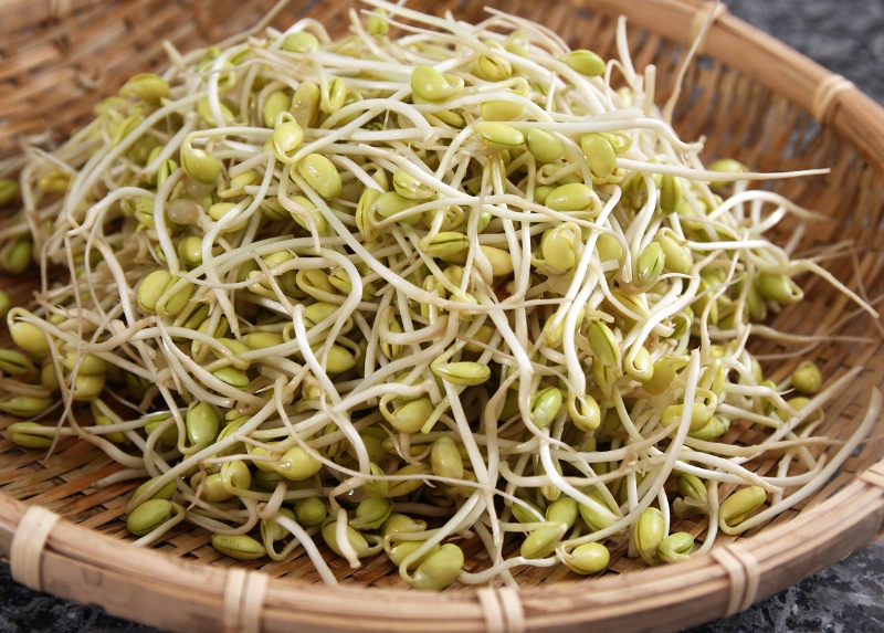 bean sprout